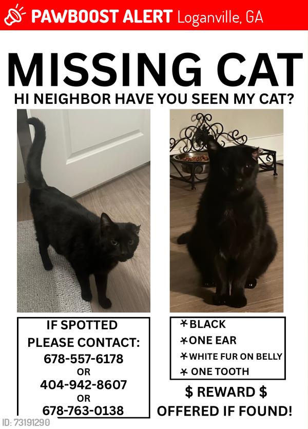 Lost Male Cat last seen Randy Rd, Walmart in Loganville,, Loganville, GA 30052
