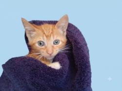 Shelter Stray Male Cat last seen , West Valley Animal Shelter, 20655 Plummer St, Chatsworth, CA 91311, USA