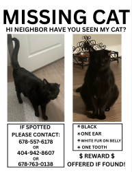 Lost Male Cat last seen Randy Rd, Walmart in Loganville,, Loganville, GA 30052
