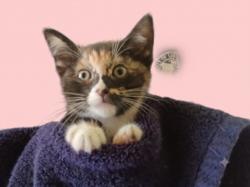 Shelter Stray Female Cat last seen , West Valley Animal Shelter, 20655 Plummer St, Chatsworth, CA 91311, USA