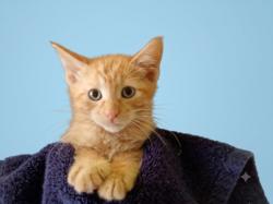 Shelter Stray Male Cat last seen , West Valley Animal Shelter, 20655 Plummer St, Chatsworth, CA 91311, USA