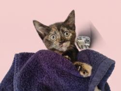 Shelter Stray Female Cat last seen , West Valley Animal Shelter, 20655 Plummer St, Chatsworth, CA 91311, USA