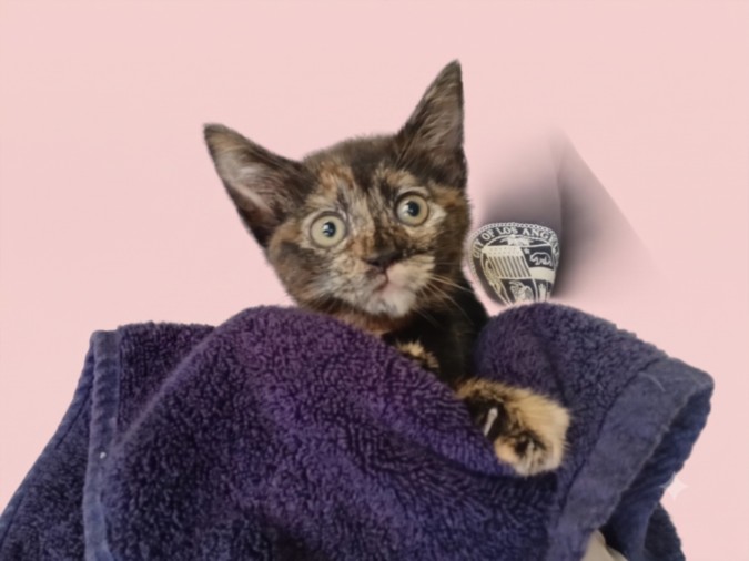 Shelter Stray Female Cat last seen , West Valley Animal Shelter, 20655 Plummer St, Chatsworth, CA 91311, USA