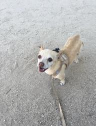 Reunited Male Dog last seen South sac, Sacramento, CA 95823