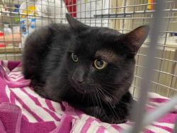 Shelter Stray Male Cat last seen Near BLOCK N 61ST, 3839 W Burnham St, West Milwaukee, WI 53215, USA