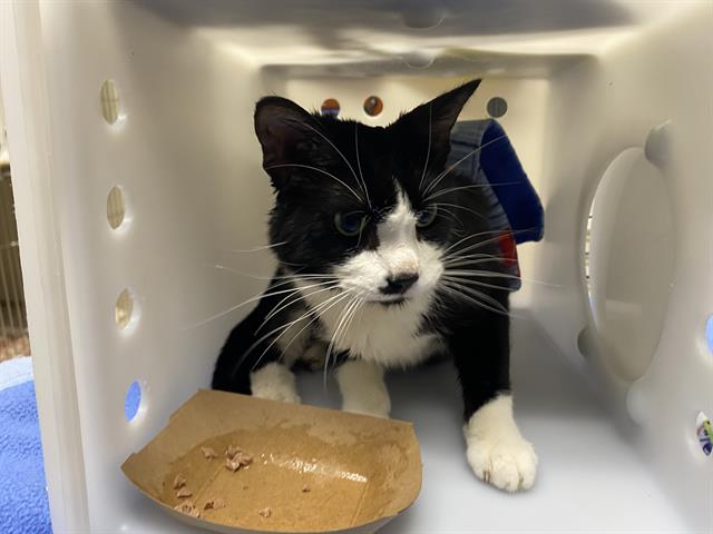 Shelter Stray Male Cat last seen UNKNOWN- SOMEWHERE IN MKE COUNTY, 3839 W Burnham St, West Milwaukee, WI 53215, USA