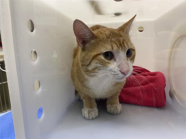 Shelter Stray Male Cat last seen MITCHELL AIRPORT, 3839 W Burnham St, West Milwaukee, WI 53215, USA