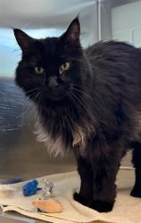 Shelter Stray Male Cat last seen Near BLOCK BROADWAY, 12155 Park Blvd, Brighton, CO 80601, USA