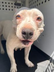 Shelter Stray Female Dog last seen Near BLK OF COLONY ST, BAKERSFIELD CA, 201 S Mt Vernon Ave, Bakersfield, CA 93307, USA