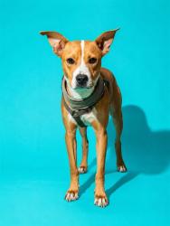 Shelter Stray Male Dog last seen Near BLOCK MARSHA DRIVE, 2020 Forest St, Jacksonville, FL 32204, USA