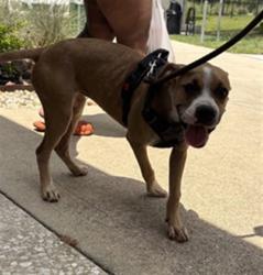 Shelter Stray Female Dog last seen RINGHAVER PARK, 2020 Forest St, Jacksonville, FL 32204, USA