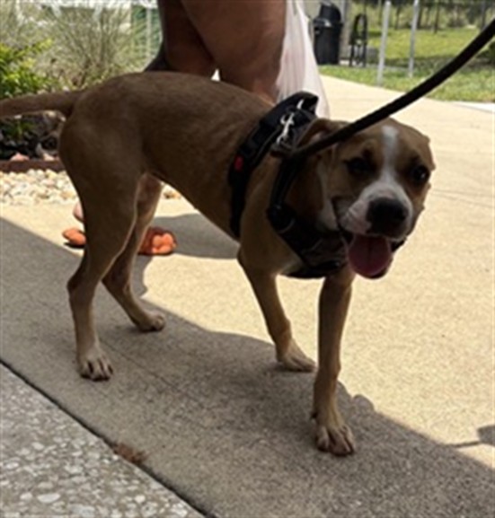 Shelter Stray Female Dog last seen RINGHAVER PARK, 2020 Forest St, Jacksonville, FL 32204, USA