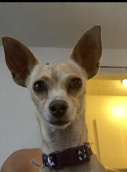 Reunited Female Dog last seen Iowa & center, Riverside, CA 92507