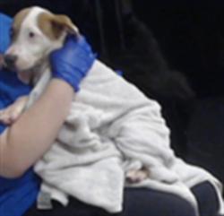 Shelter Stray Female Dog last seen , 4704 Corporation Dr, Fayetteville, NC 28306, USA