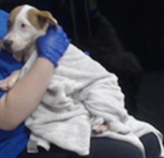 Shelter Stray Female Dog last seen , 4704 Corporation Dr, Fayetteville, NC 28306, USA