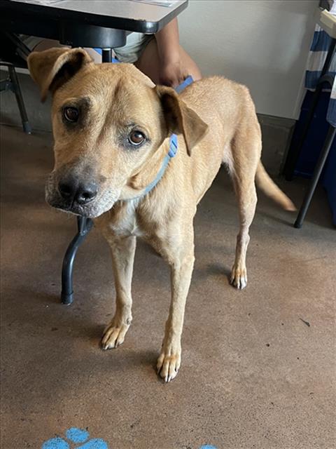 Shelter Stray Female Dog last seen , 14409 Vanowen St, Van Nuys, CA 91405, USA