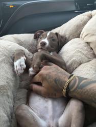 Reunited Male Dog last seen Quartz hill mobile homes, Quartz Hill, CA 93536