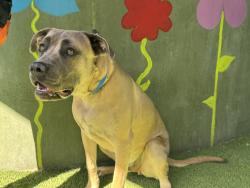 Shelter Stray Male Dog last seen , 14409 Vanowen St, Van Nuys, CA 91405, USA