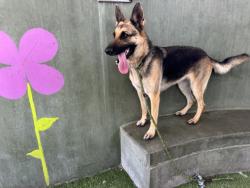 Shelter Stray Female Dog last seen , 14409 Vanowen St, Van Nuys, CA 91405, USA