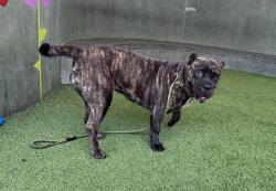 Shelter Stray Female Dog last seen , 14409 Vanowen St, Van Nuys, CA 91405, USA