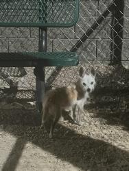 Reunited Male Dog last seen Water street, Henderson, NV 89015