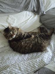 Reunited Male Cat last seen Main st village tigard or, Tigard, OR 97223