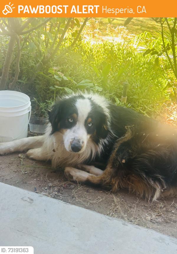 Found/Stray Male Dog last seen Near Ranchero middle school, Hesperia, CA 92345