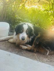 Found/Stray Male Dog last seen Near Ranchero middle school, Hesperia, CA 92345