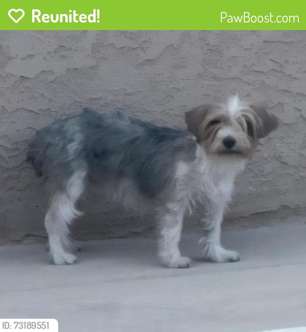 Reunited Male Dog last seen Silverstream Ave & N Rainbow Blvd, Las Vegas, NV 89107, USA, Las Vegas, NV 89107