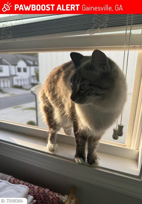 Lost Female Cat last seen Mundy mill’s mill, Gainesville, GA 30504