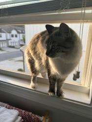 Lost Female Cat last seen Mundy mill’s mill, Gainesville, GA 30504