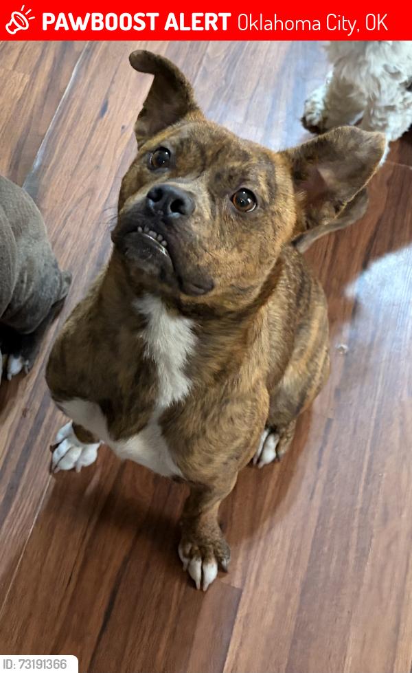 Lost Female Dog last seen 10th and portland, Oklahoma City, OK 73107