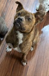 Lost Female Dog last seen 10th and portland, Oklahoma City, OK 73107