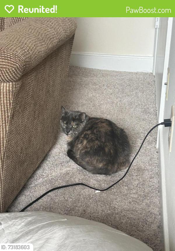 Reunited Female Cat last seen Near Dartmouth avenue, Richmond, VA 23226