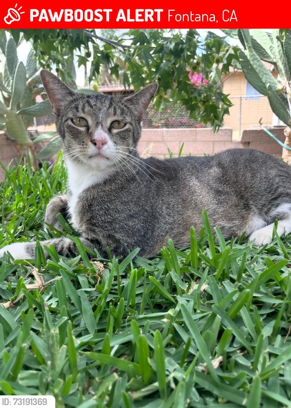 Lost Unknown Cat last seen Santa Ana and Slover, Fontana, CA 92337