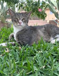 Lost Unknown Cat last seen Santa Ana and Slover, Fontana, CA 92337