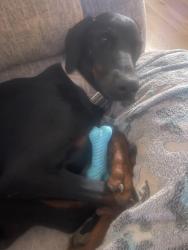 Reunited Female Dog last seen Kimmel road and Main Street in Centerton AR, Centerton, AR 72719