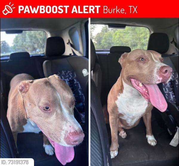 Lost Female Dog last seen About a mile or so down the old dibo hwy from the Lufkin side, Burke, TX 75941