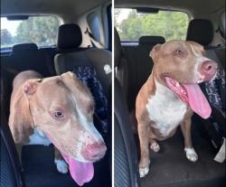 Lost Female Dog last seen About a mile or so down the old dibo hwy from the Lufkin side, Burke, TX 75941