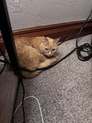Reunited Female Cat last seen Nebraska street and first street, Elburn, IL 60119