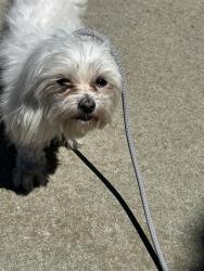 Found/Stray Female Dog last seen Hilary way, Vallejo, CA 94591