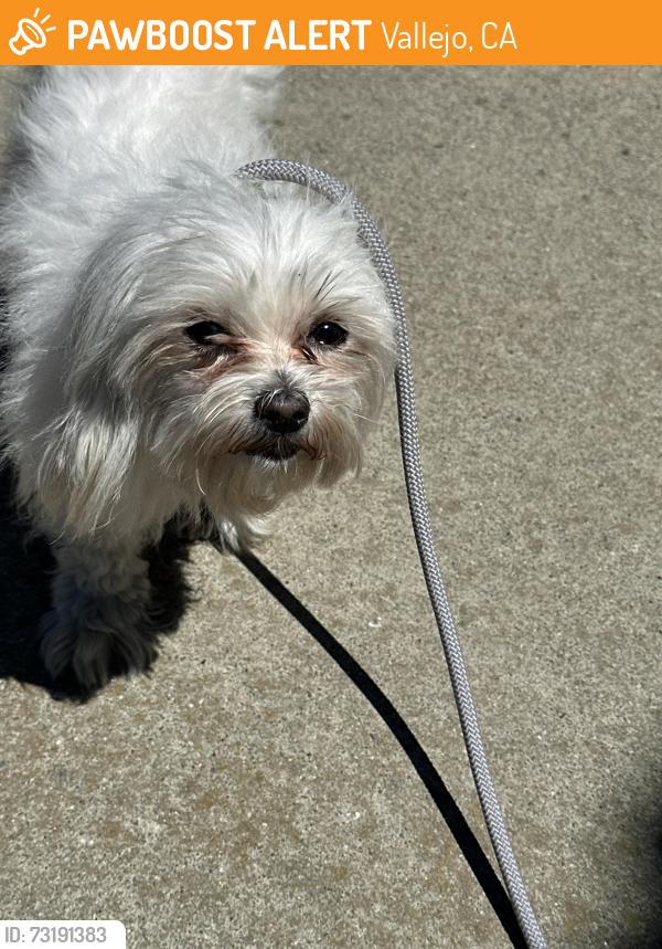 Found/Stray Female Dog last seen Hilary way, Vallejo, CA 94591