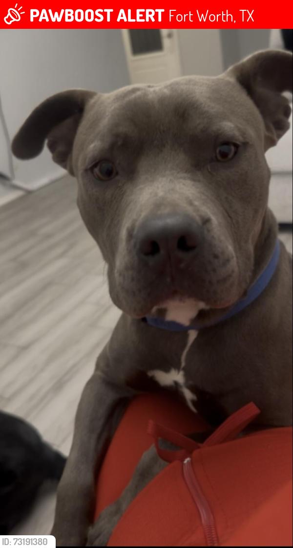 Lost Male Dog last seen Cove Meadow Ln, Fort Worth, TX 76123