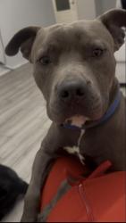 Lost Male Dog last seen Cove Meadow Ln, Fort Worth, TX 76123