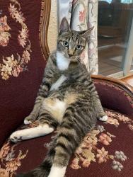 Lost Female Cat last seen B Street and BayView-Edison Road, Mt Vernon Washington Padilla Bay, Mount Vernon, WA 98273