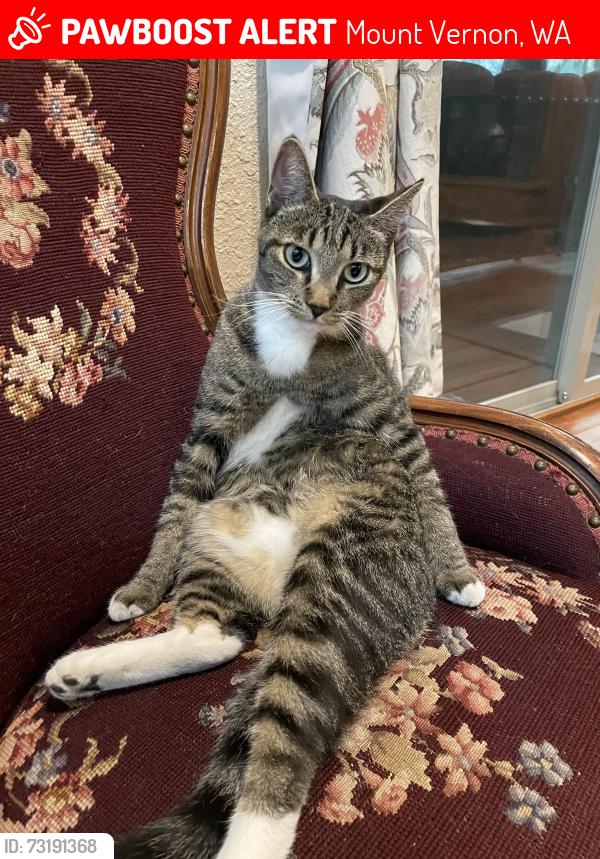 Lost Female Cat last seen B Street and BayView-Edison Road, Mt Vernon Washington Padilla Bay, Mount Vernon, WA 98273