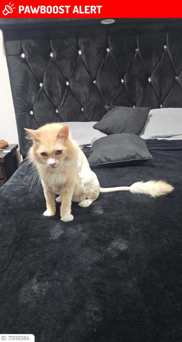 Lost Male Cat last seen Av cuarta y calle paloma negra, Ciudad Nezahualcóyotl, Méx. 57000