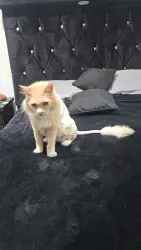 Lost Male Cat last seen Av cuarta y calle paloma negra, Ciudad Nezahualcóyotl, Méx. 57000