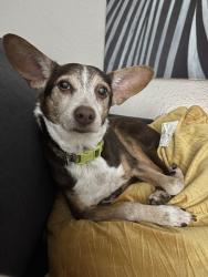Reunited Male Dog last seen Regency area, Jacksonville, FL 32225