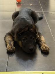 Lost Female Dog last seen Newton street, Jackson, TN 38301